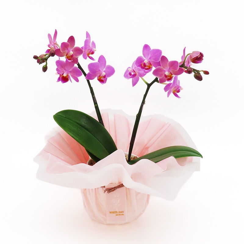 ��WhiteDay��[�١����å�]�֥��å���ԥ�(2��Ω��)�ڥ��顼�ѥå�������