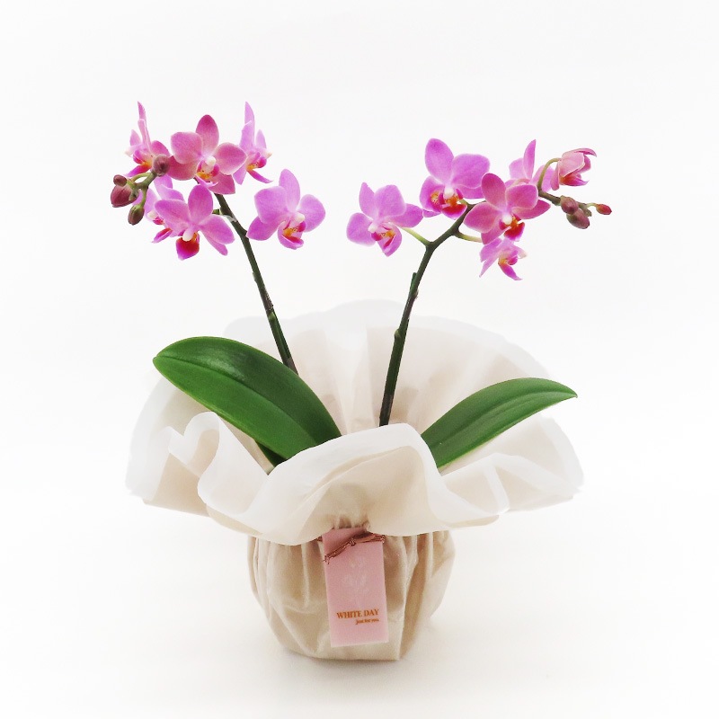 ��WhiteDay��[�١����å�]�֥��å���ԥ�(2��Ω��)�ڥ��顼�ѥå�������