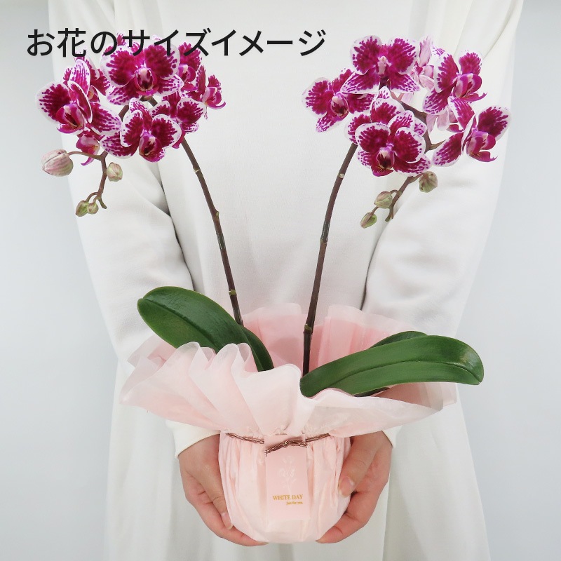 ��WhiteDay��[�ȡ���]��(����������)(2��Ω��)�ڥȡ���ѥå�������