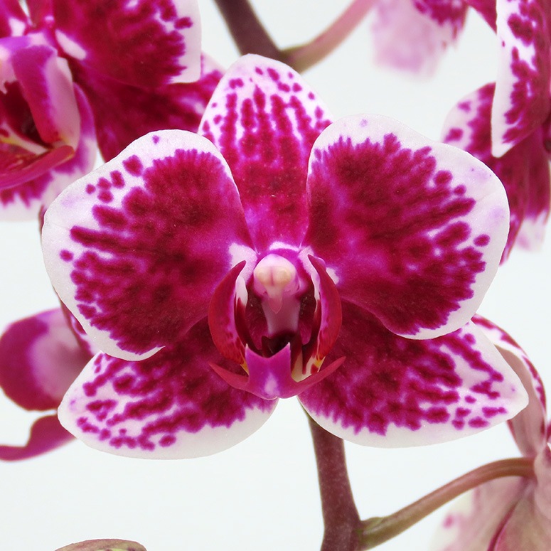 ��WhiteDay��[�ȡ���]��(����������)(2��Ω��)�ڥȡ���ѥå�������