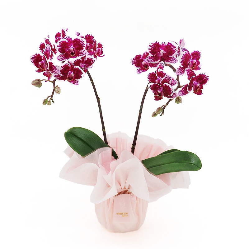 ��WhiteDay��[�ȡ���]��(����������)(2��Ω��)�ڥȡ���ѥå�������