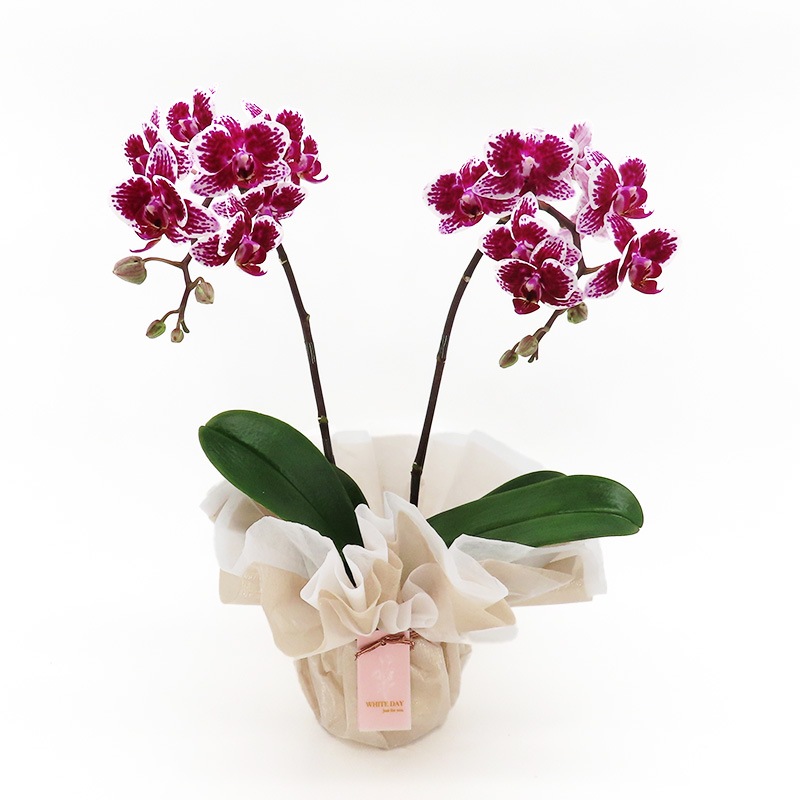 ��WhiteDay��[�ȡ���]��(����������)(2��Ω��)�ڥȡ���ѥå�������