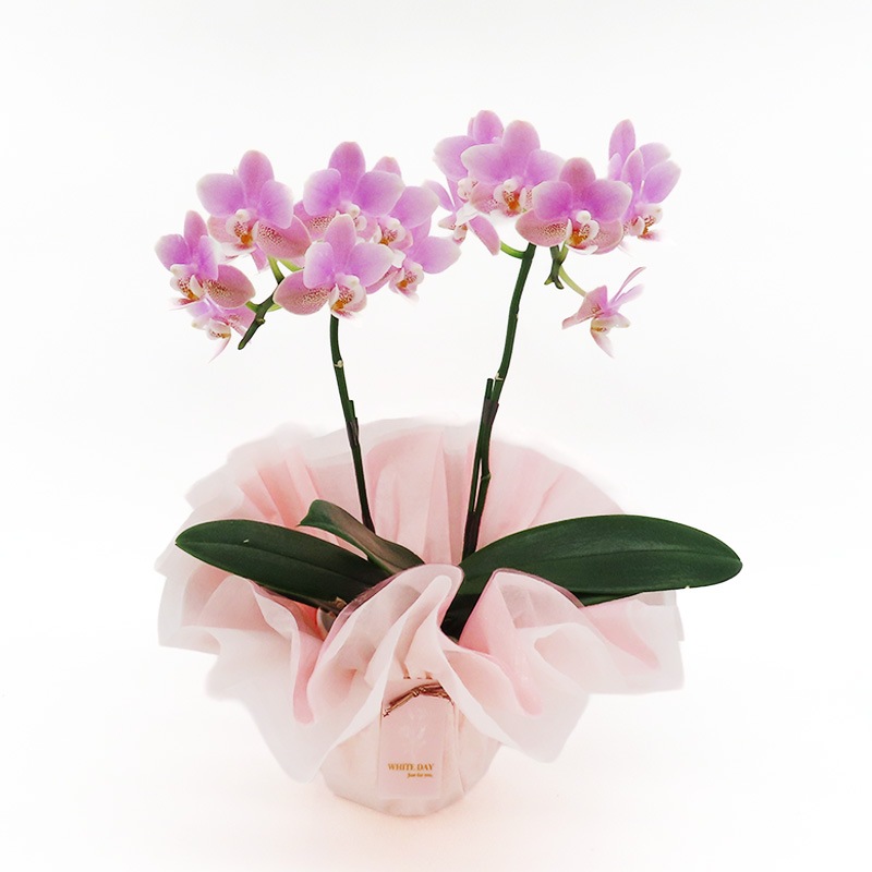 ��WhiteDay��[�ȡ���]�ե������ԥ�(2��Ω��)�ڥȡ���ѥå�������