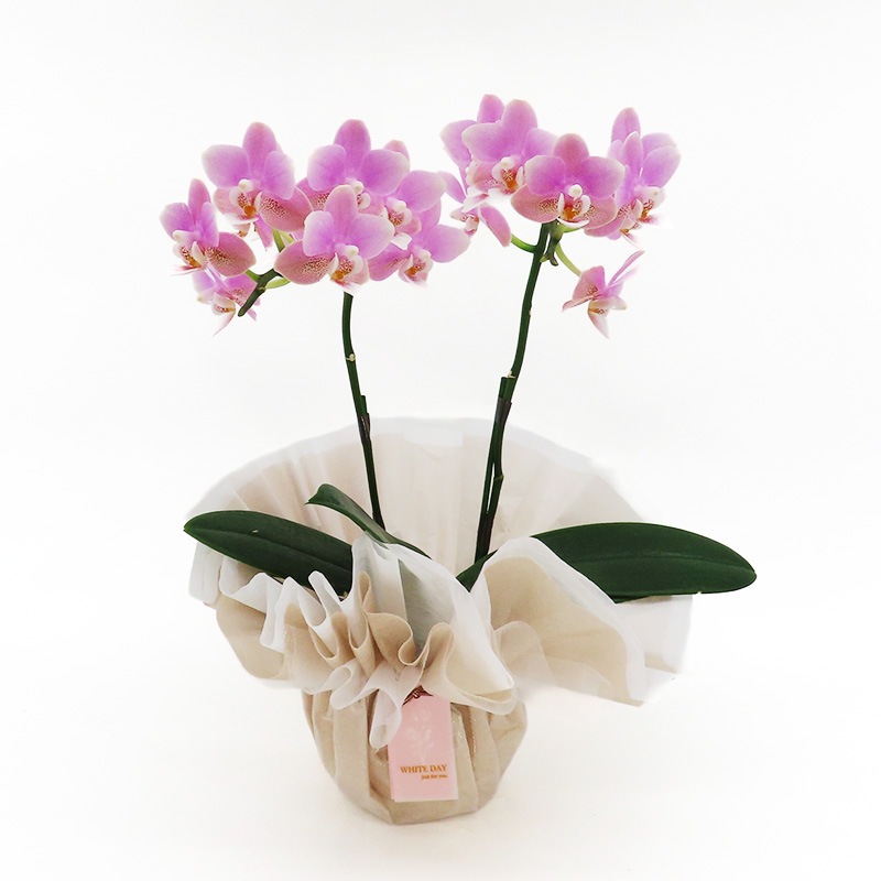 ��WhiteDay��[�ȡ���]�ե������ԥ�(2��Ω��)�ڥȡ���ѥå�������