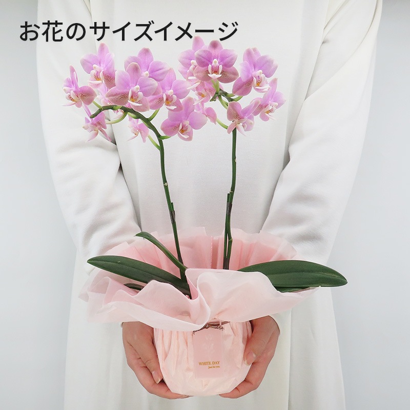 ��WhiteDay��[�ȡ���]�ե������ԥ�(2��Ω��)�ڥȡ���ѥå�������