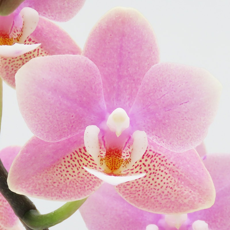 ��WhiteDay��[�ȡ���]�ե������ԥ�(2��Ω��)�ڥȡ���ѥå�������