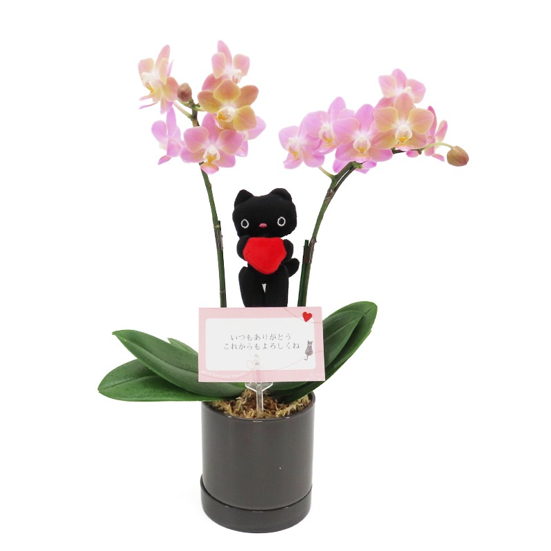 Ԥؤ[١å]ԥ奢ԥ(2Ω)ڥ顼ѥå