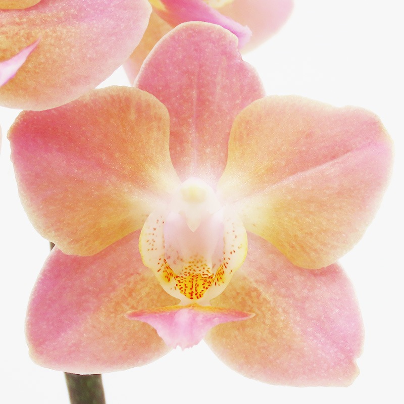 Ԥؤ[١å]ԥ奢ԥ(2Ω)ڥ顼ѥå