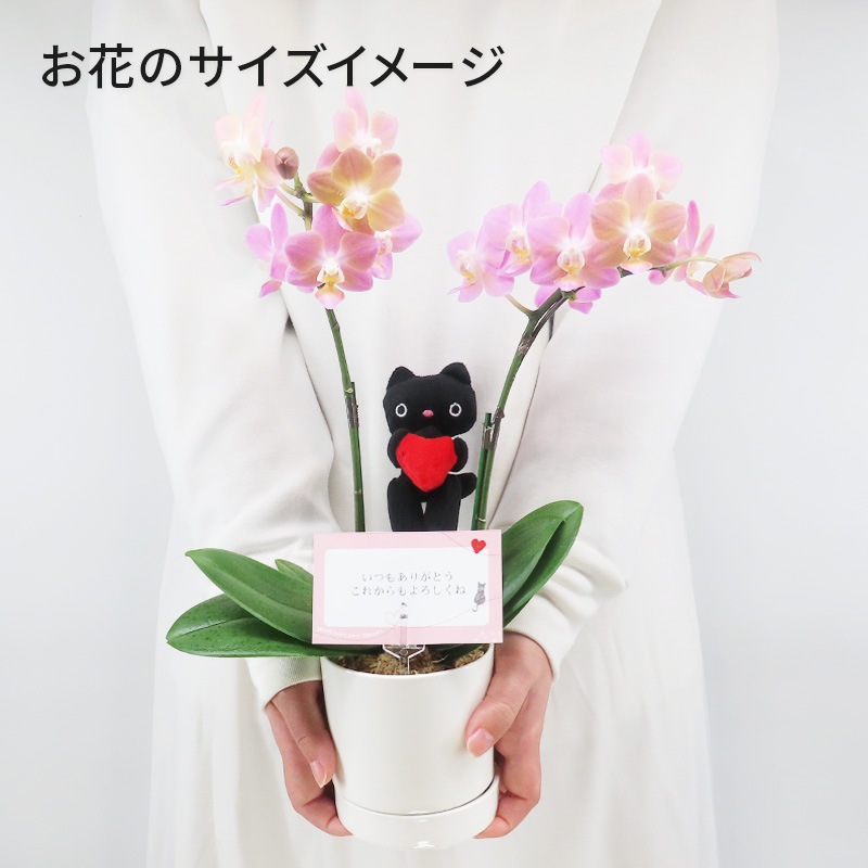 Ԥؤ[١å]ԥ奢ԥ(2Ω)ڥ顼ѥå