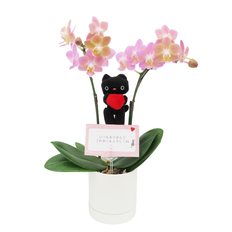 Ԥؤ[١å]ԥ奢ԥ(2Ω)ڥ顼ѥå