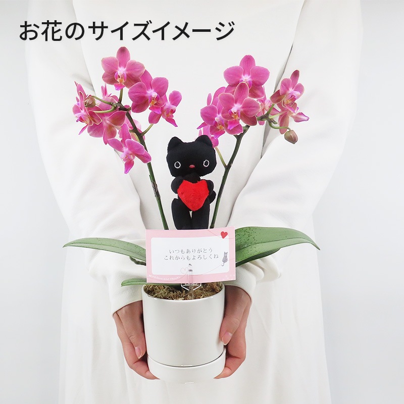 Ԥؤ[١å]Ȥ(2Ω)ڥ顼ѥå