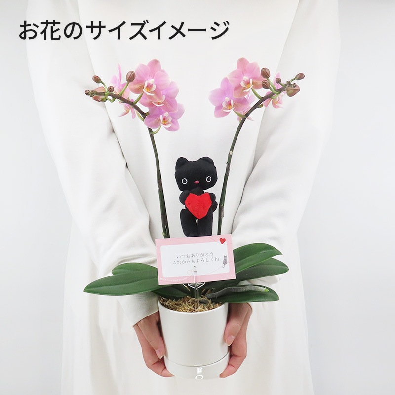 Ԥؤ[ȡ]եԥ(2Ω)ڥȡѥå