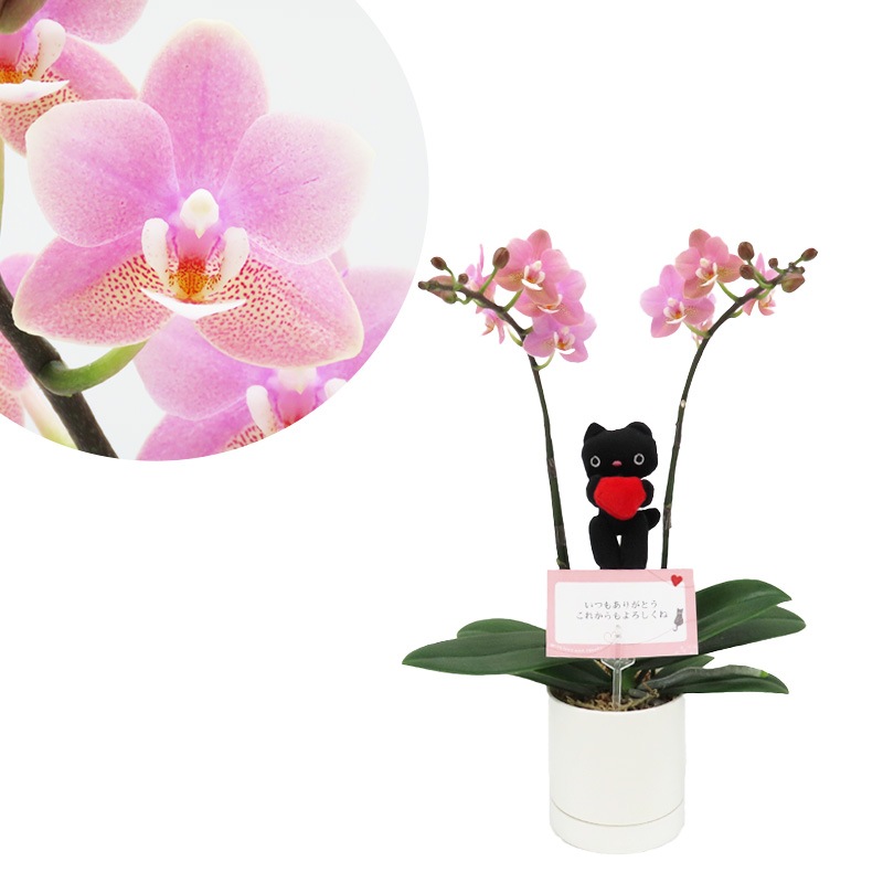 Ԥؤ[ȡ]եԥ(2Ω)ڥȡѥå