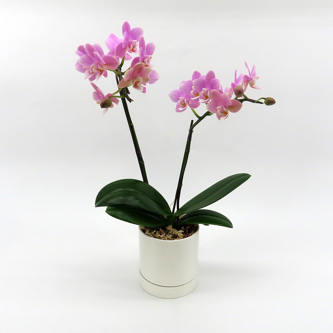 [ȡ]եԥ(2Ω)ڥȡѥå