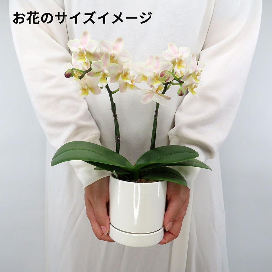 [�١����å�]�ߥ륭������(2��Ω��)�ڥ��顼�ѥå�������