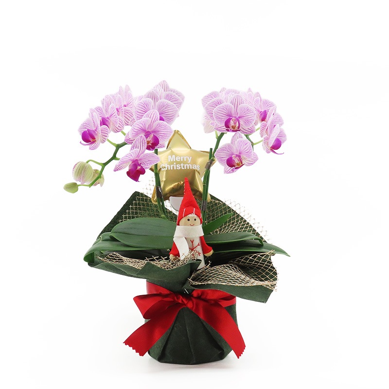 �ԥ��ꥹ�ޥ���[�١����å�]���ȥ饤�ץѡ��ץ�(2��Ω��)�ڥ��顼�ѥå�������