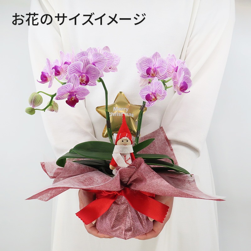 �ԥ��ꥹ�ޥ���[�١����å�]���ȥ饤�ץѡ��ץ�(2��Ω��)�ڥ��顼�ѥå�������