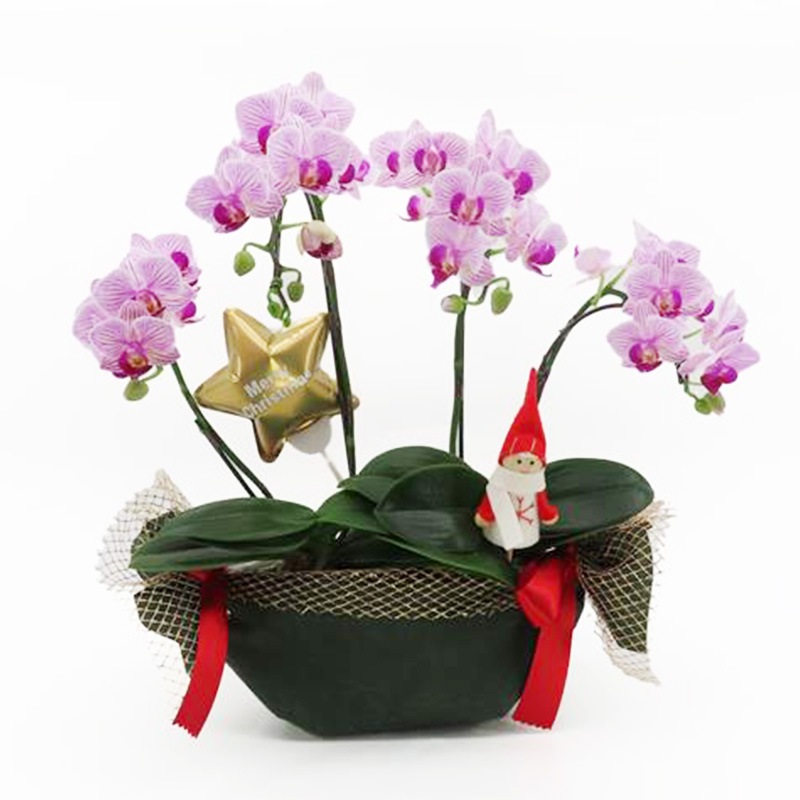 �ԥ��ꥹ�ޥ���[����ȥ�]���ȥ饤�ץѡ��ץ�ڥ��顼�ѥå�������