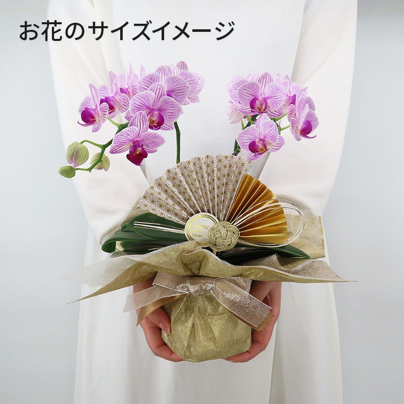 �Ԥ������[�١����å�]���ȥ饤�ץѡ��ץ�(2��Ω��)�ڥ��顼�ѥå�������