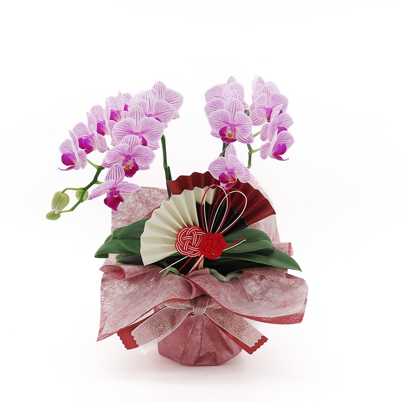 �Ԥ������[�١����å�]���ȥ饤�ץѡ��ץ�(2��Ω��)�ڥ��顼�ѥå�������