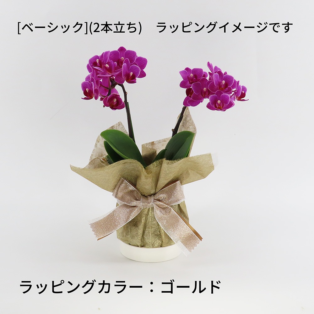�ڥ��ץ����ۥ�åԥ�[�ʥ�]�ߥå�����[�١����å�]��[�ȡ���]����