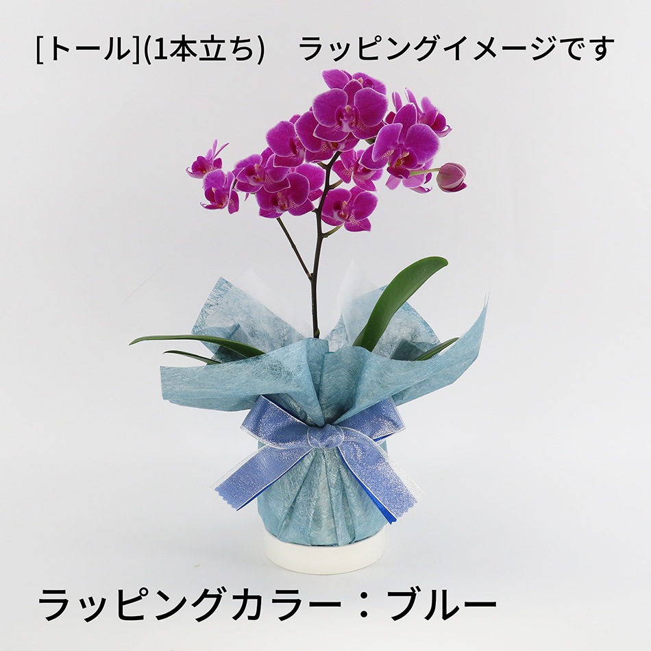�ڥ��ץ����ۥ�åԥ�[�ʥ�]�ߥå�����[�١����å�]��[�ȡ���]����