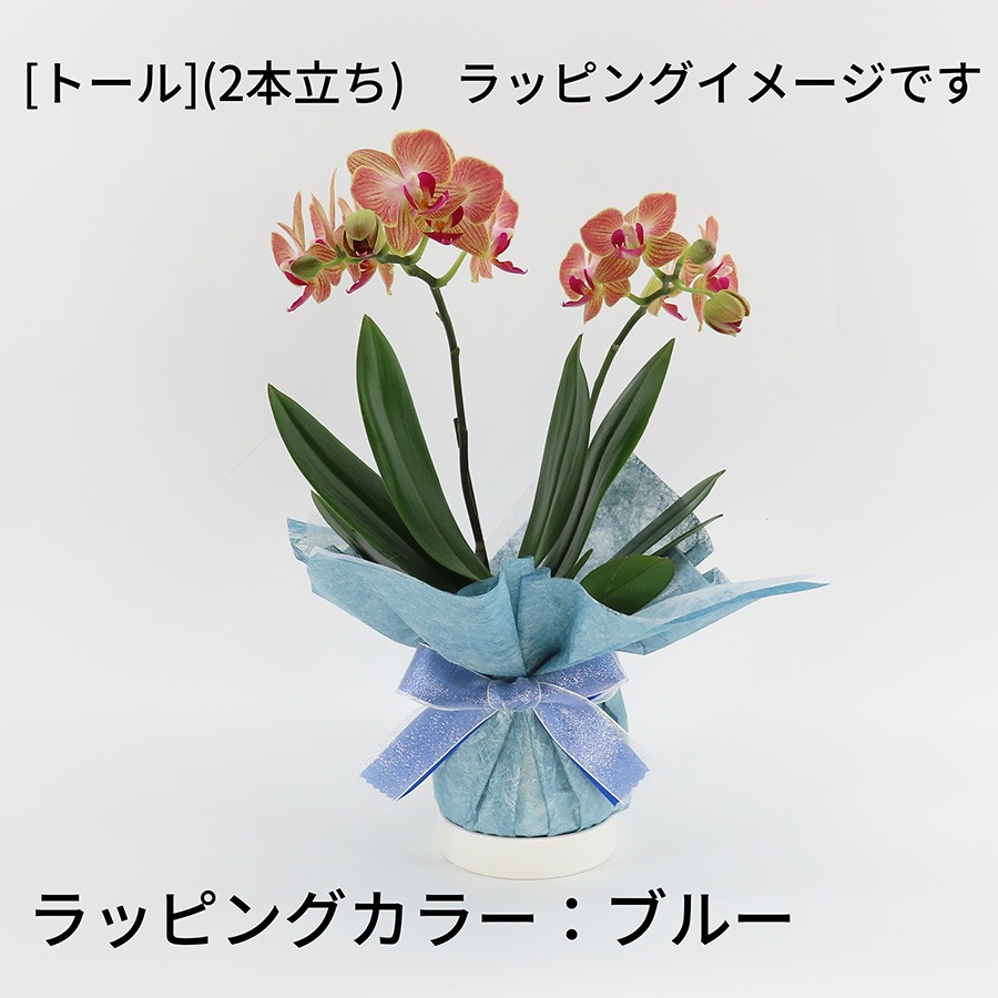 �ڥ��ץ����ۥ�åԥ�[�ʥ�]�ߥå�����[�١����å�]��[�ȡ���]����