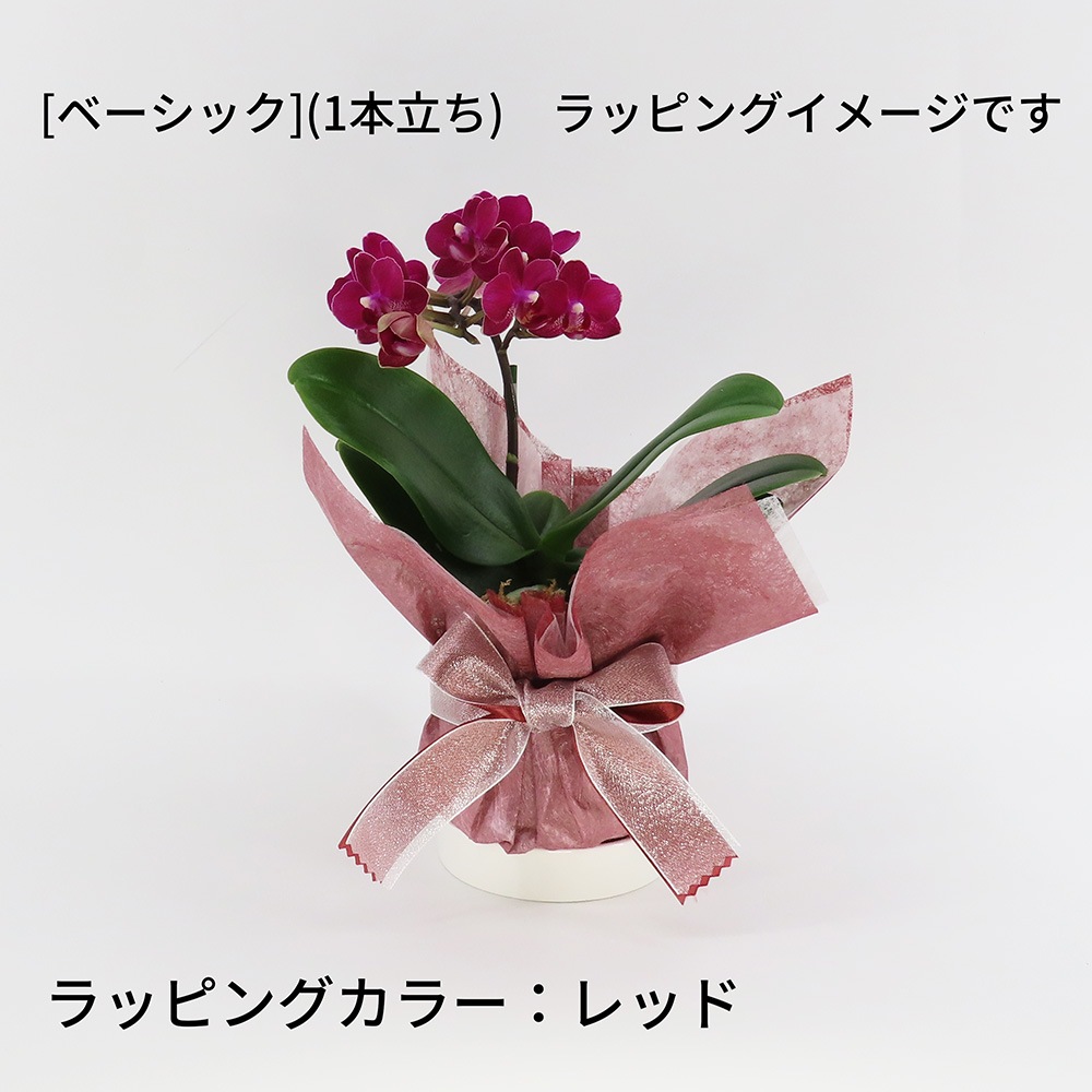 �ڥ��ץ����ۥ�åԥ�[�ʥ�]�ߥå�����[�١����å�]��[�ȡ���]����