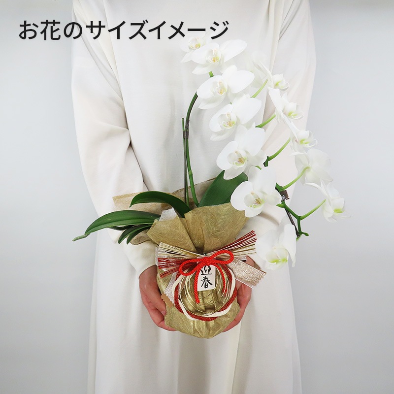 �Ԥ������[����]�ѡ���ۥ磻��(1��Ω��)�ڥۥ磻�ȥѥå�������