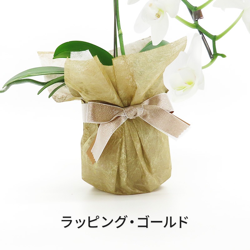 �Ԥ������[����]�ѡ���ۥ磻��(1��Ω��)�ڥۥ磻�ȥѥå�������