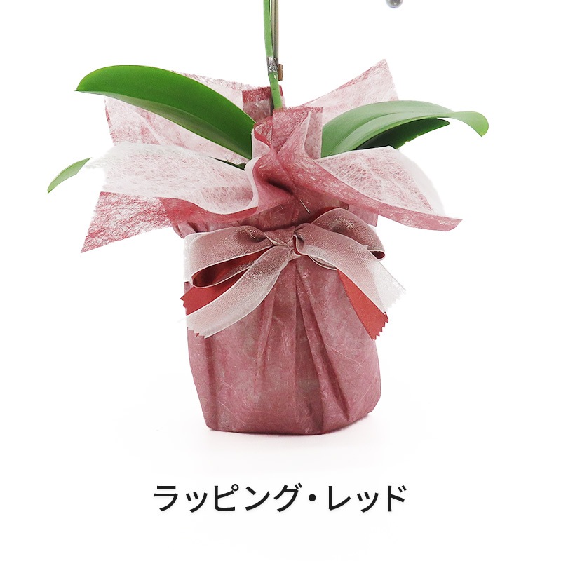 �Ԥ������[����]�ѡ���ۥ磻��(1��Ω��)�ڥۥ磻�ȥѥå�������