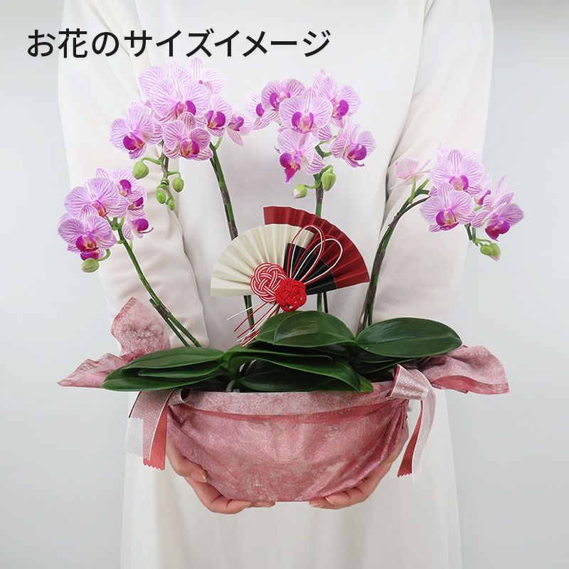 �Ԥ������[����ȥ�]���ȥ饤�ץѡ��ץ�ڥ��顼�ѥå�������