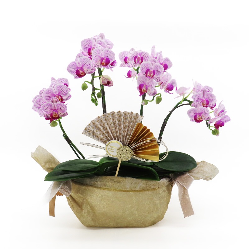 �Ԥ������[����ȥ�]���ȥ饤�ץѡ��ץ�ڥ��顼�ѥå�������