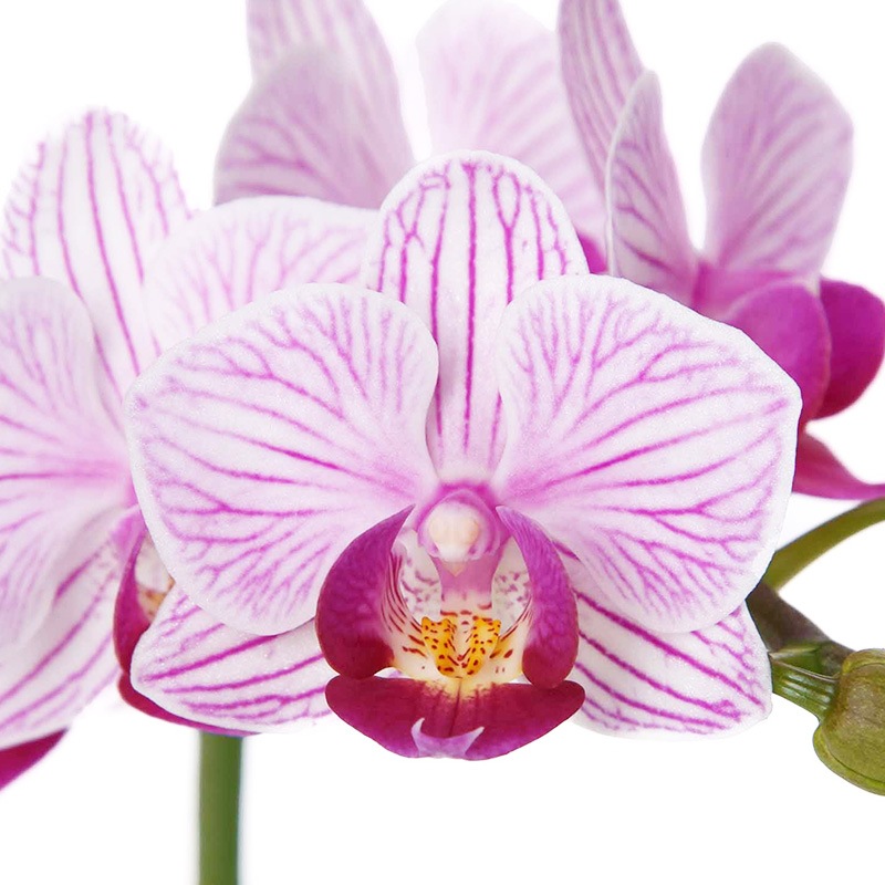 �Ԥ������[����ȥ�]���ȥ饤�ץѡ��ץ�ڥ��顼�ѥå�������