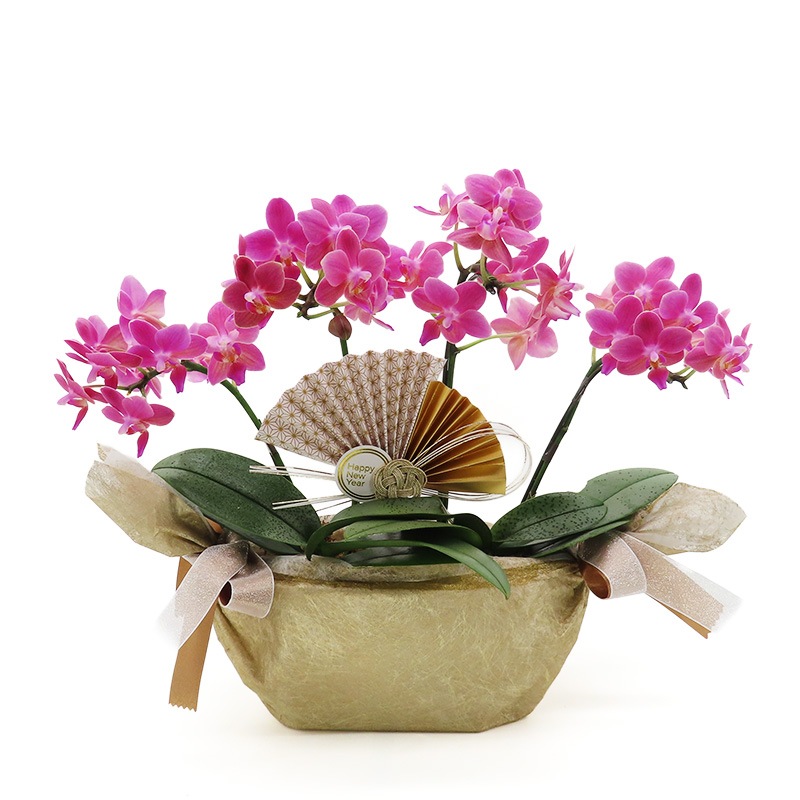 �Ԥ������[����ȥ�]�Ȥ������ڥ��顼�ѥå�������