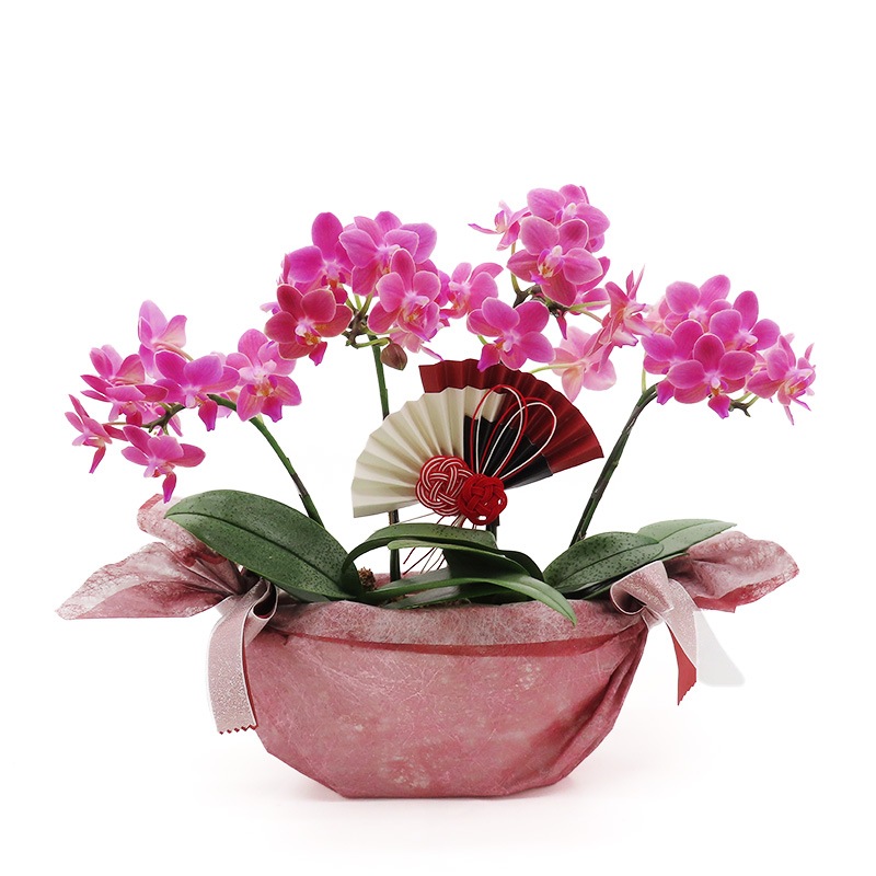 �Ԥ������[����ȥ�]�Ȥ������ڥ��顼�ѥå�������