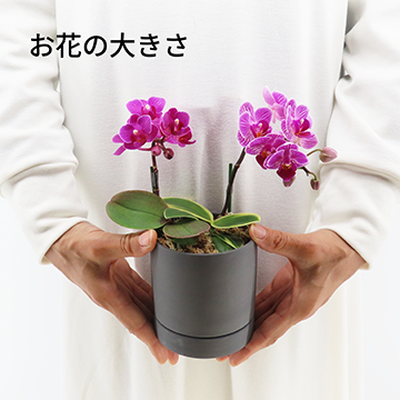 [ʥ]ߥåEڥ顼ѥå