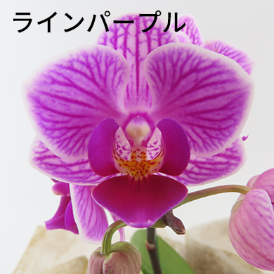 [ʥ]ߥåEڥ顼ѥå