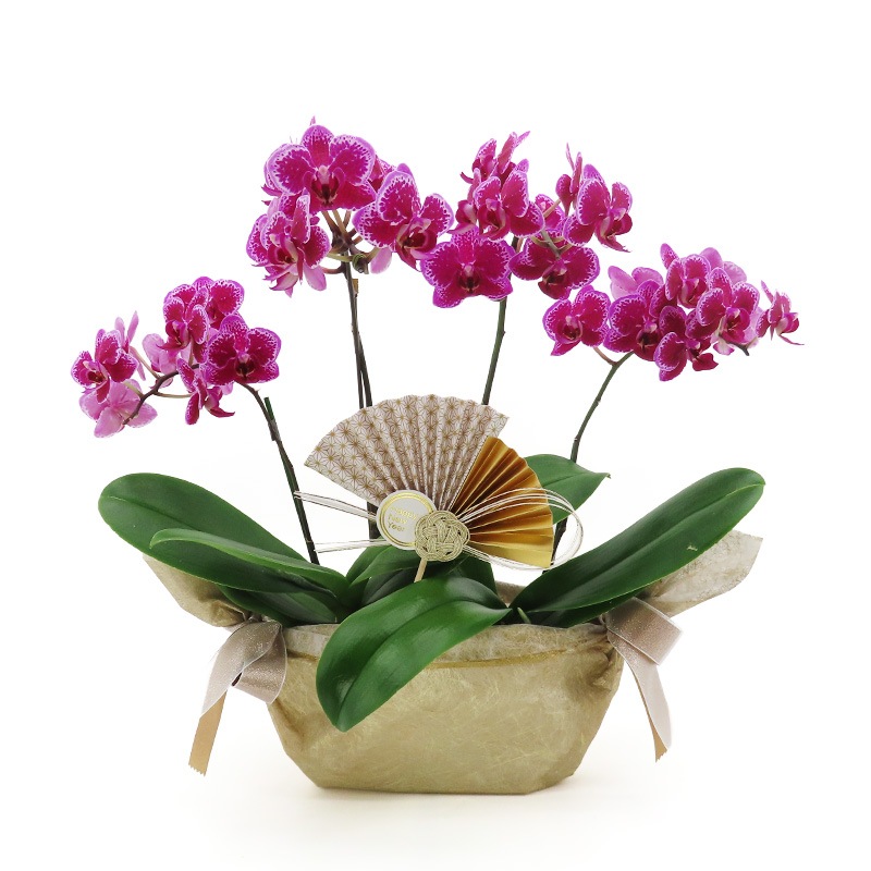 �Ԥ������[����ȥ��ȡ���]�ȥե쥢�ڥۥ磻�ȥѥå�������