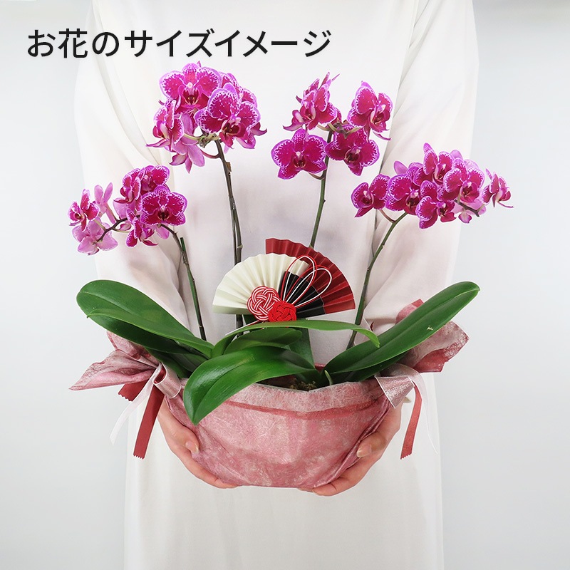 �Ԥ������[����ȥ��ȡ���]�ȥե쥢�ڥۥ磻�ȥѥå�������