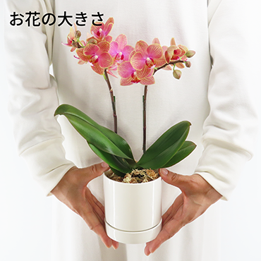 [�١����å�]�������������ͥå�(2��Ω��)�ڥ��顼�ѥå�������