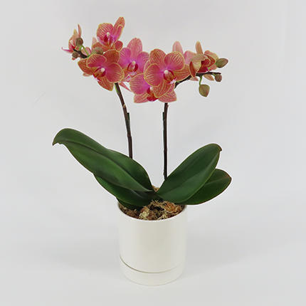 [�١����å�]�������������ͥå�(2��Ω��)�ڥ��顼�ѥå�������