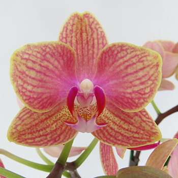 [�١����å�]�������������ͥå�(2��Ω��)�ڥ��顼�ѥå�������