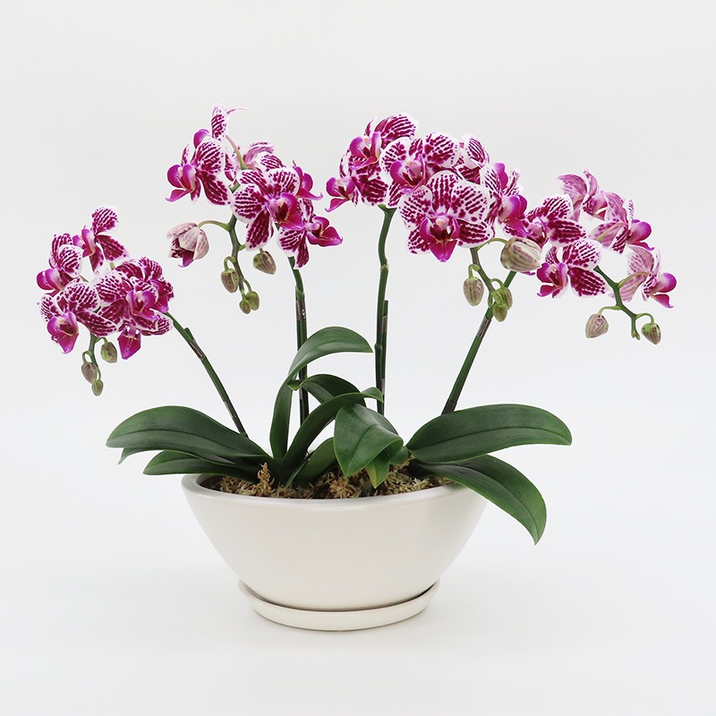 [����ȥ��ȡ���]��(����������)�ڥۥ磻�ȥѥå�������