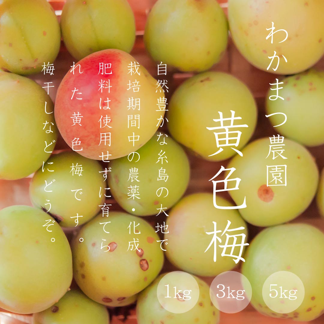 予約受付終了】糸島の黄色梅(梅干し用)/1kg、3kg、5kg/6月中旬～収穫