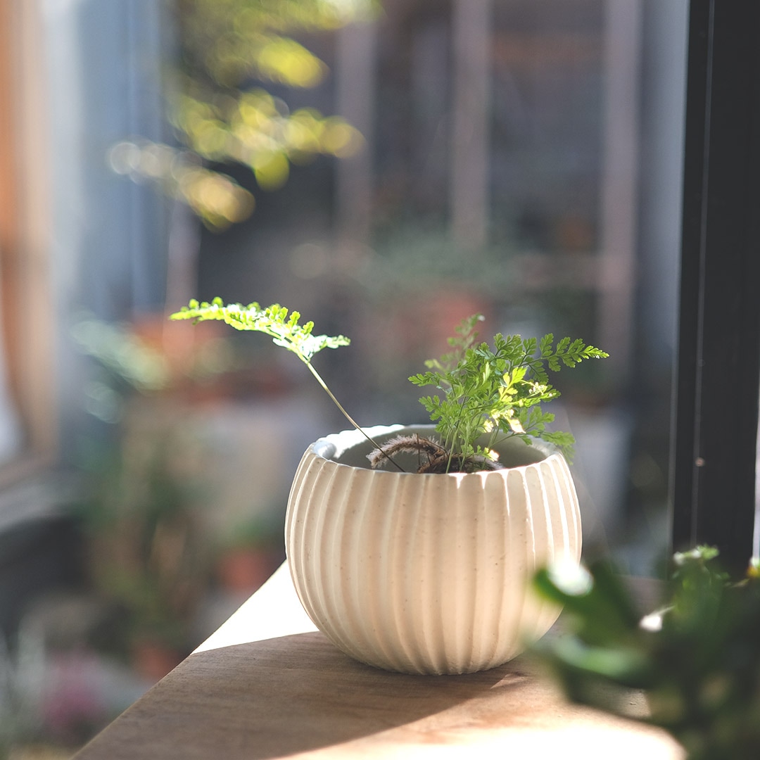 鉢カバー/しのぎ/白マット/2-2.5号用 | 風唄窯 | 糸島くらし×ここのき