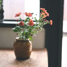 ����åץ�����/����