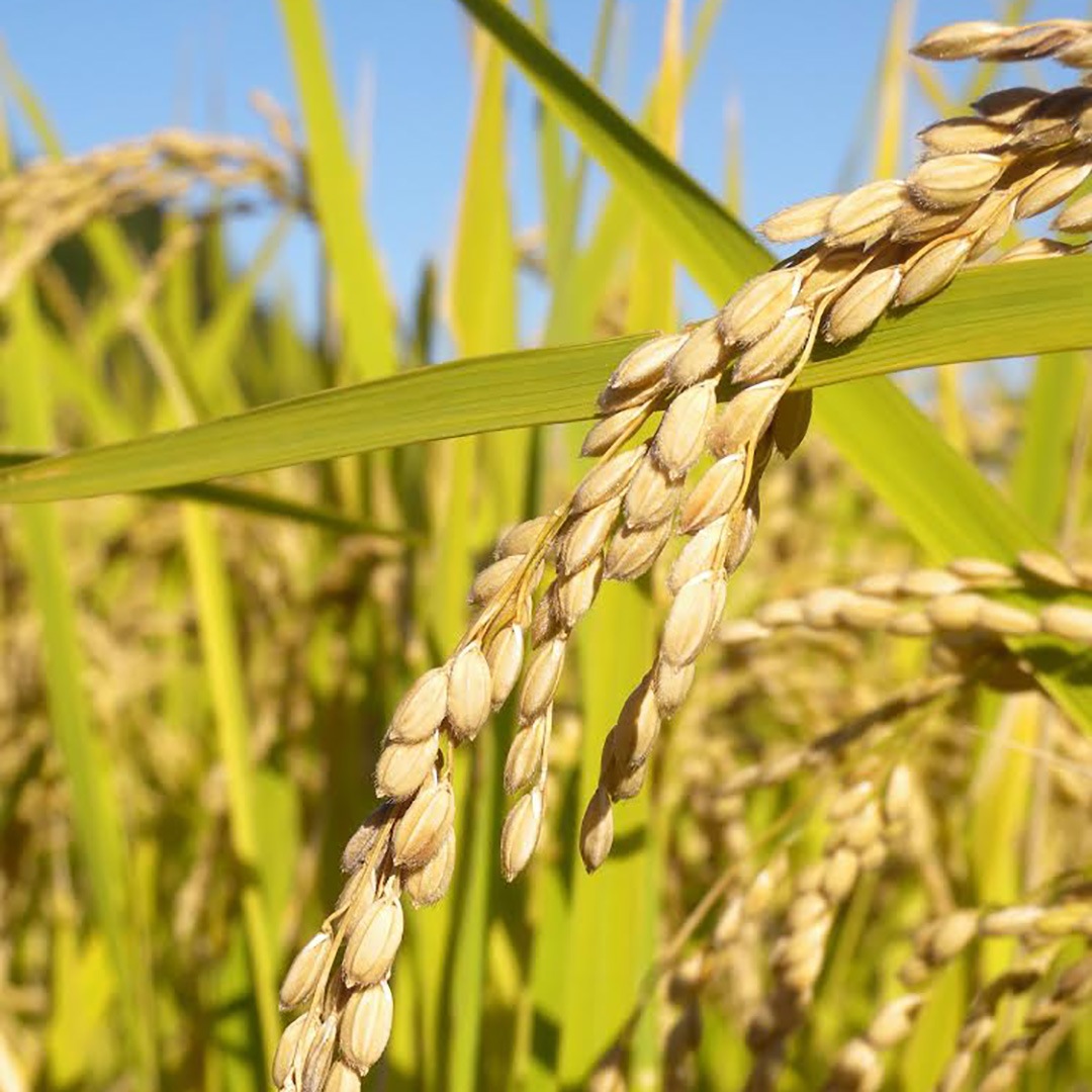 �ı���/����/2kg/���£�ǯ��