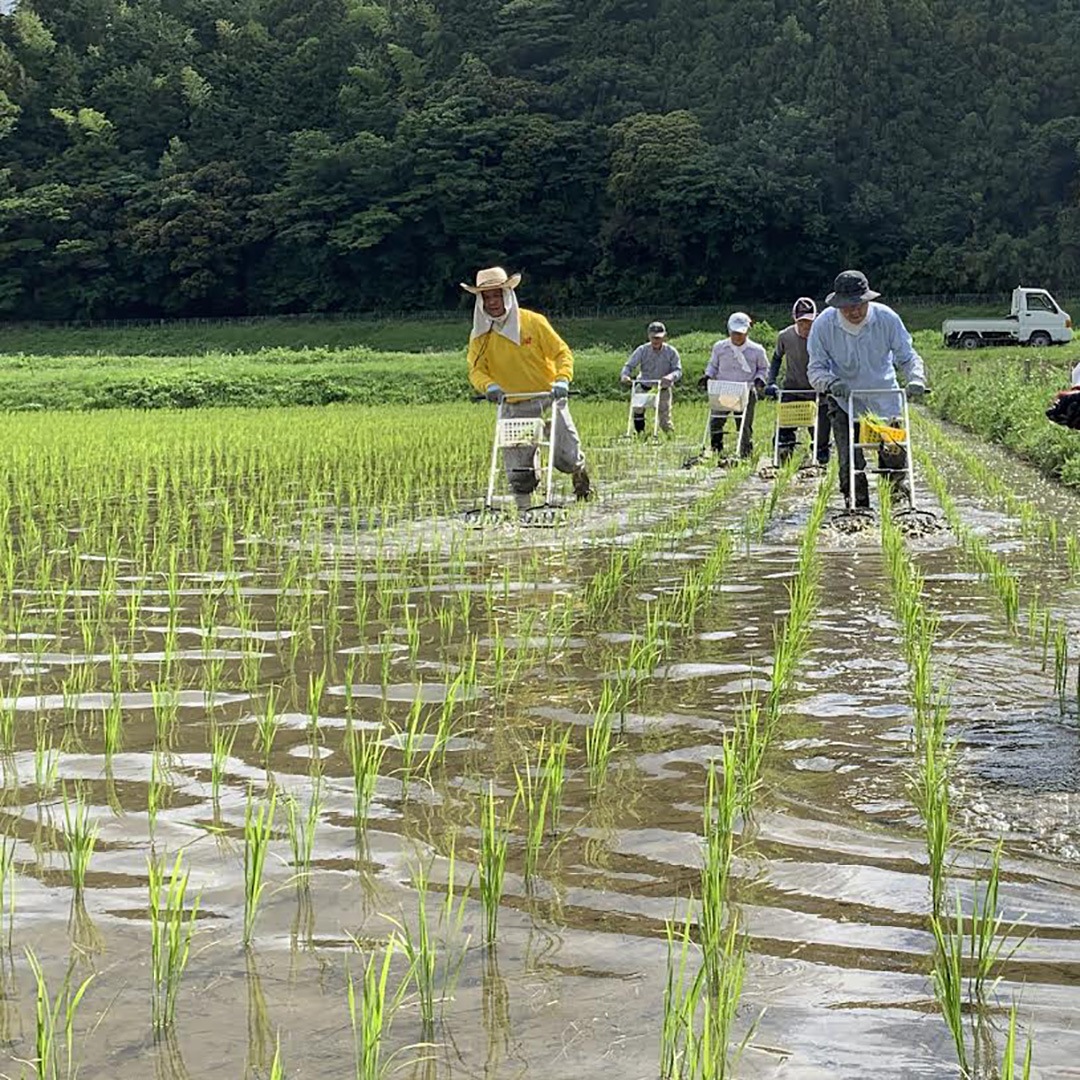 �ı���/����/2kg/����6ǯ��