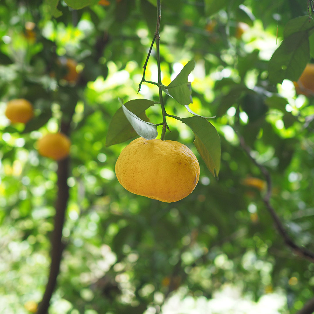 �ŲƤߤ�������/��ڽ�λ��